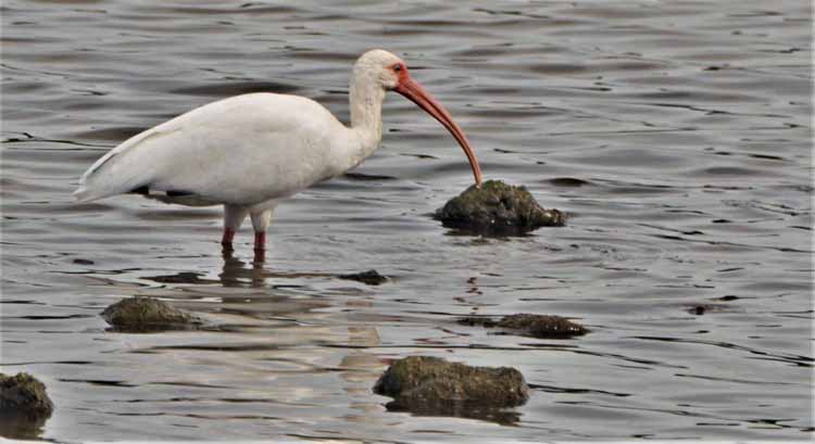 white ibis